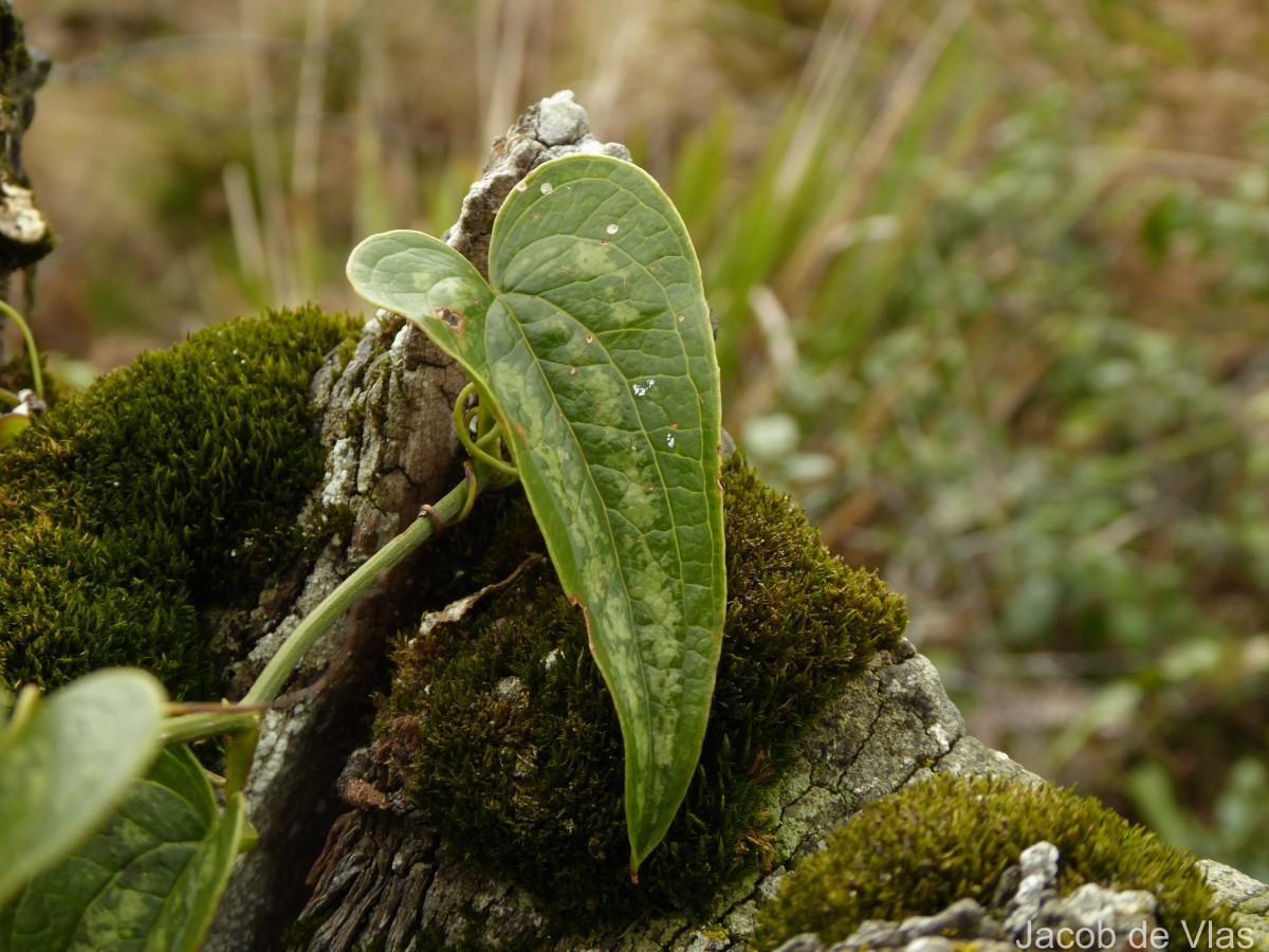 Smilax aspera L.